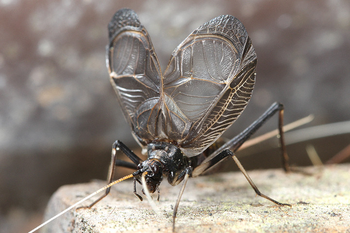  p data-id="gnavi2at5t">型较大,黑色,扁平.头较小,凸形,下口式.