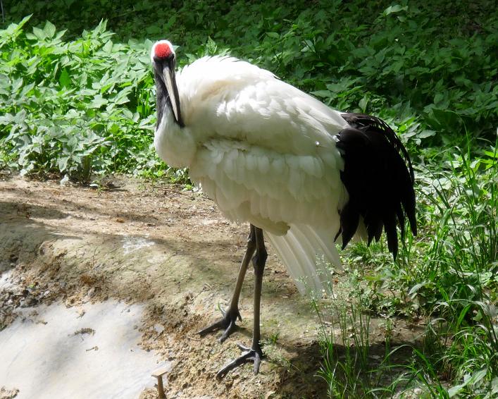  p>丹顶鹤(学名: i>grus japonensis /i>):是 a target="_blank" href