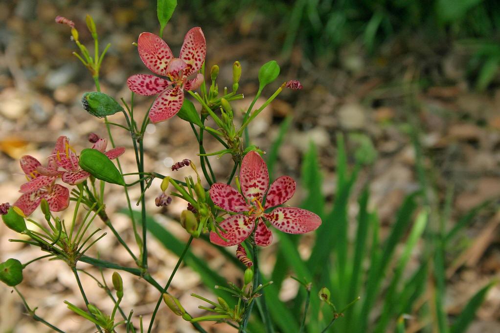 名单子叶植物纲 /b>(monocotyledoneae)或 b>百合纲 /b>(liliopsida)