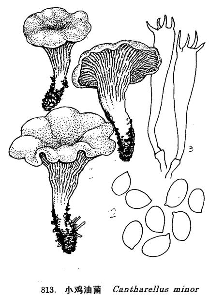 菌肉很薄.菌褶较稀疏,分叉,延生.柄橙黄色,上粗下细,长1-2cm,粗0.2-0.