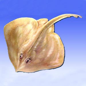 一群鳃孔腹位,尾部较粗大的板鳃鱼类的通称.体平扁,呈圆形或菱形.