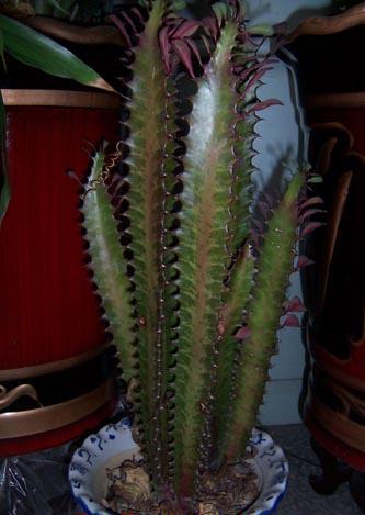  p>红彩云阁原产非洲南部纳米比亚的热带地区,喜温暖干燥和阳光充足的