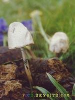 半卵形斑褶菇anellaria semiovata,又称"<a target="