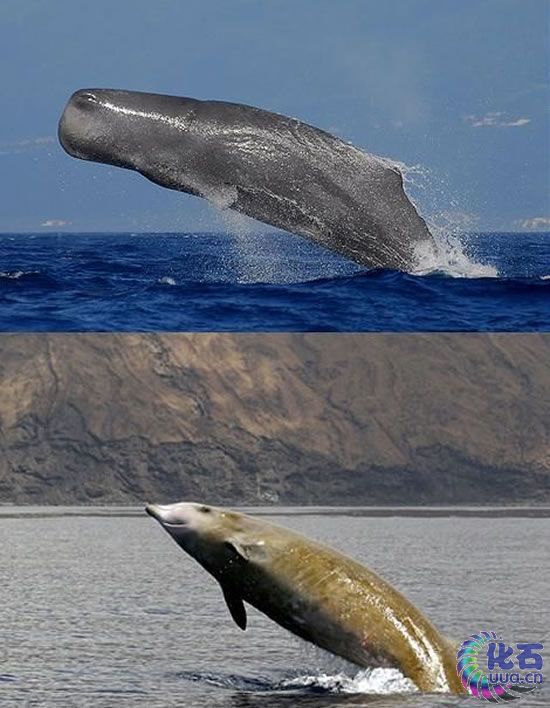  p>剑吻鲸 喜栖息于 a target="_blank" href="/item/深海区/2019915"