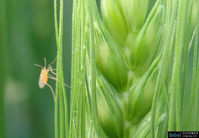 主要有麦黄吸浆虫和麦红吸浆虫两种