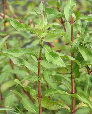  p>一年生直立草本,节间近光滑,节上密被长硬毛.