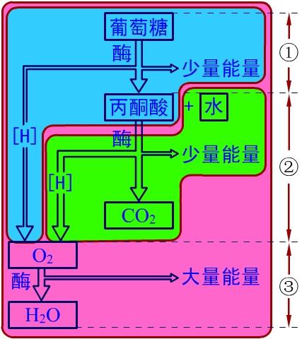 细胞呼吸