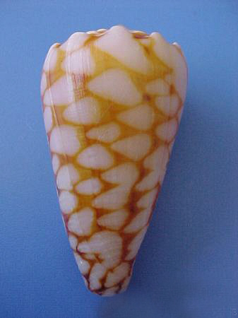  p>大理石芋螺(学名:conus marmoreus)网状花纹清晰,贝壳厚实.