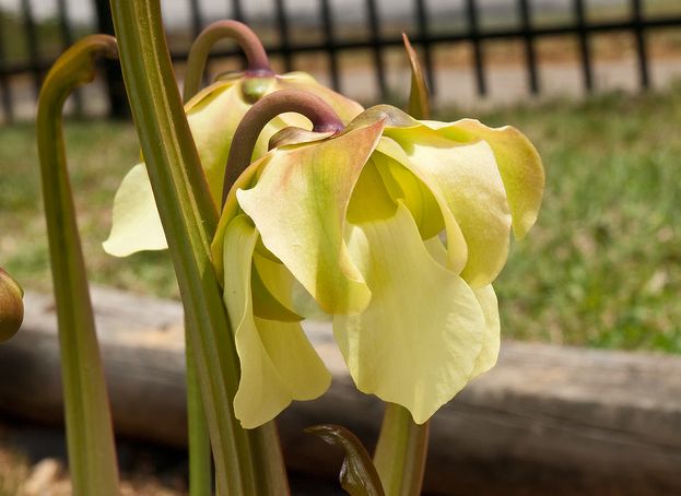  p data-id="gnauc8ap4a">翅状瓶子草(学名:sarracenia alata )单词"