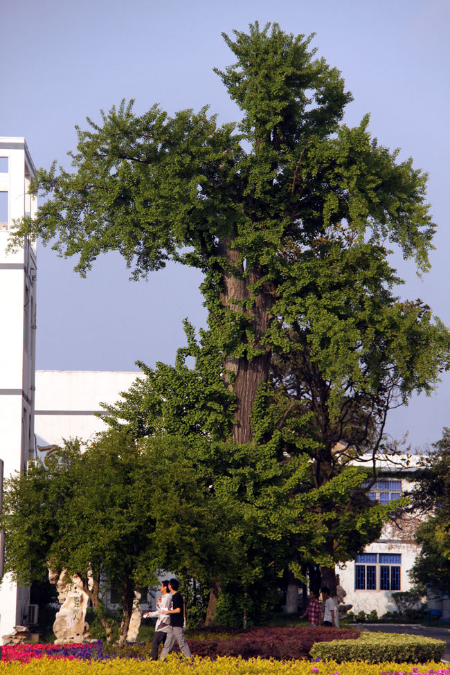  p>江苏省沙溪高级中学(shaxi high school,jiangsu province),简称"