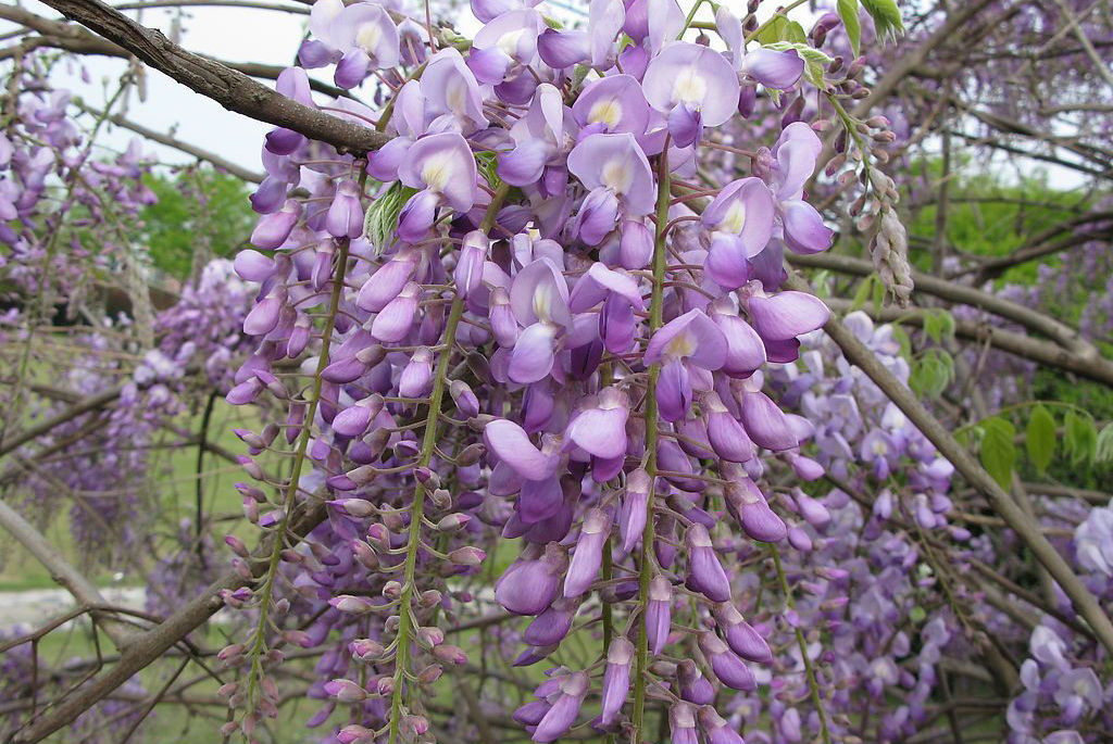  p>紫藤(学名: i>wisteria sinensis  /i>(sims)sweet)是豆科,紫藤属