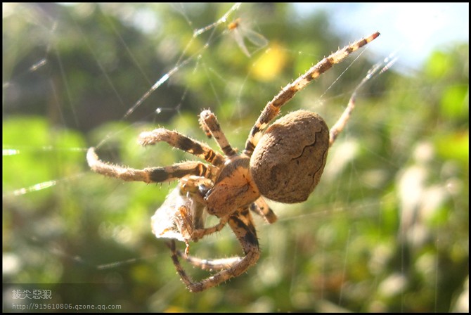 园蛛