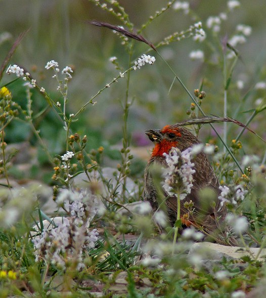  p>红胸朱雀(学名: i>carpodacus puniceus /i>):体长19-22厘米.