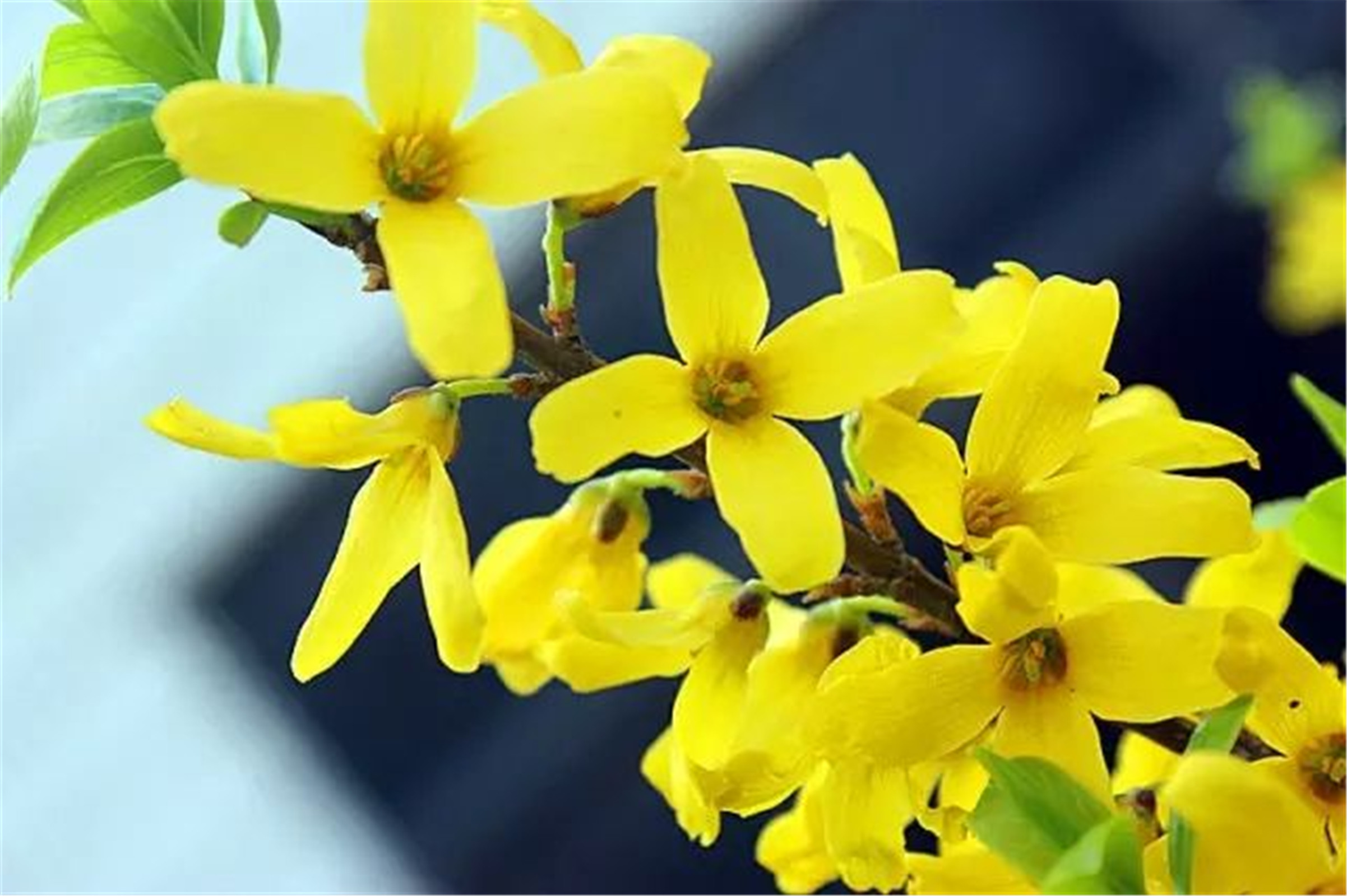 以花为名的名字(以花为名的名字男孩网名)