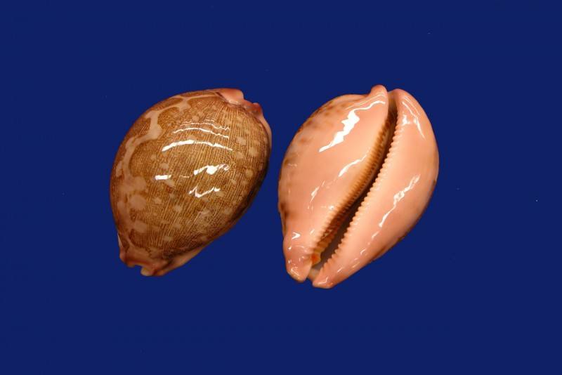  p>地理宝螺(学名:leporicypraea geographica geographica)是腹足纲