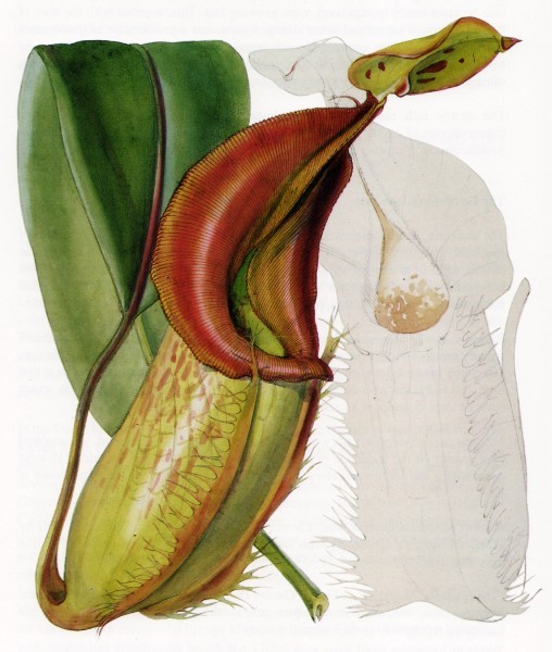  p>长毛猪笼草( b>nepenthes /b>  b>mirabilis /b>)是 a href="#"