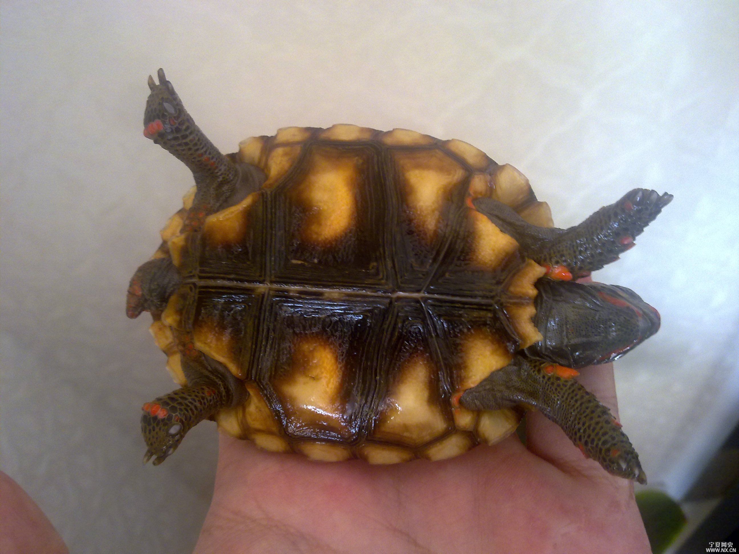  p>红腿陆龟(学名: i>geochelone carbonaria /i>), a target="_blank