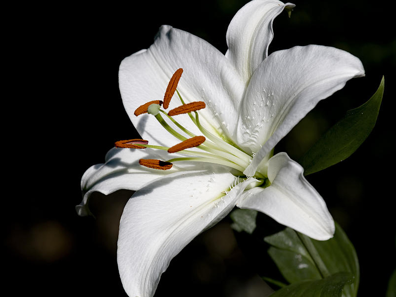  p>国花(英文名:the national flower,floral emblem):是代表国家 a