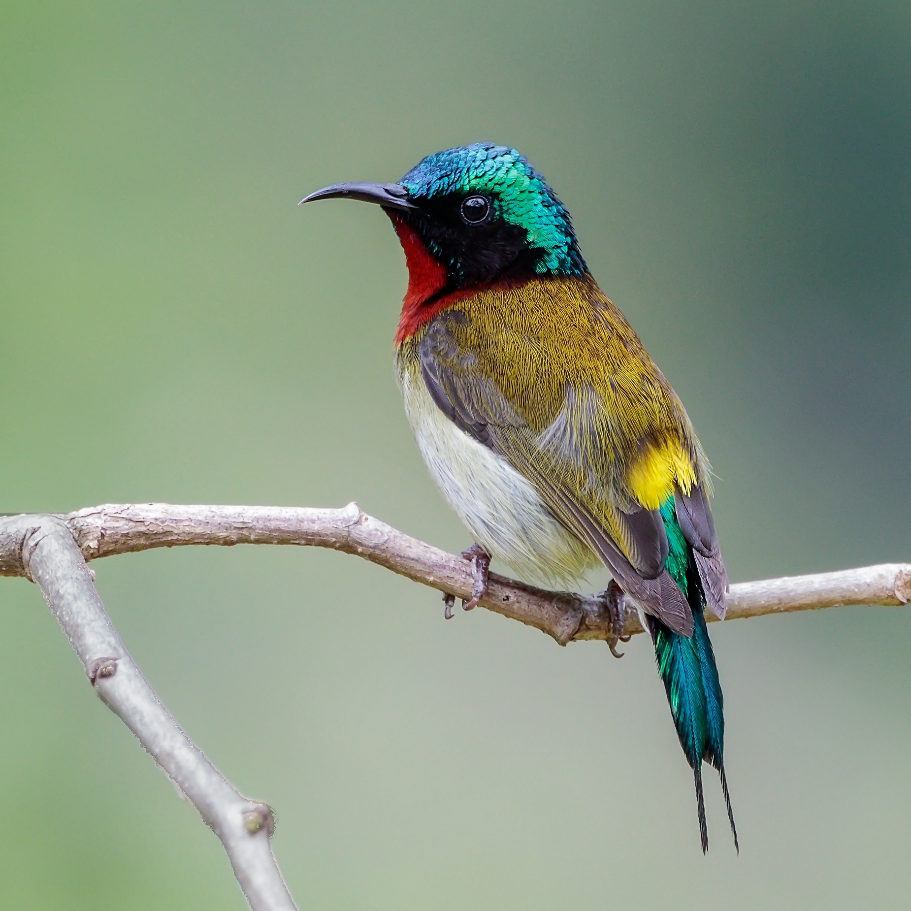 latouchii /i>),别称燕尾太阳鸟,是 a href="#">雀形目 /a>太阳鸟科一