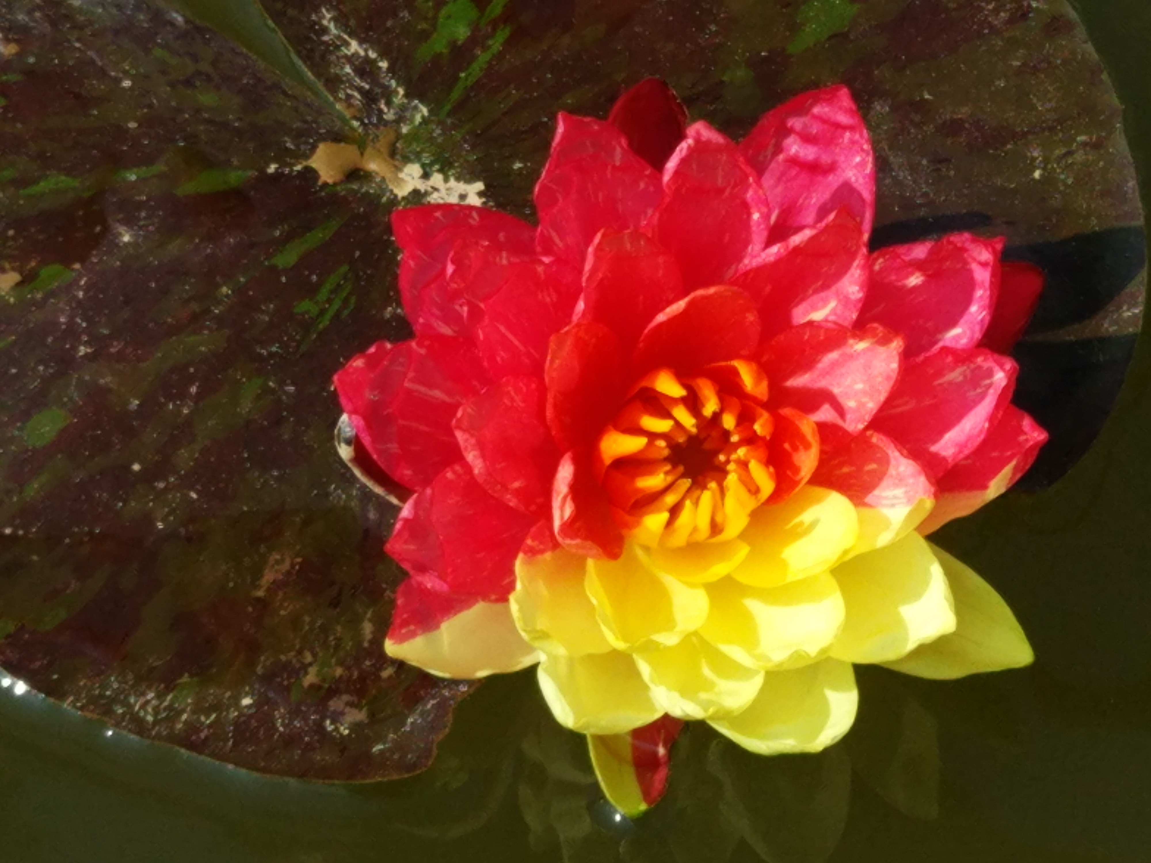  p>万维莎属于寒带性 a target="_blank" href="/item/睡莲/11999986"