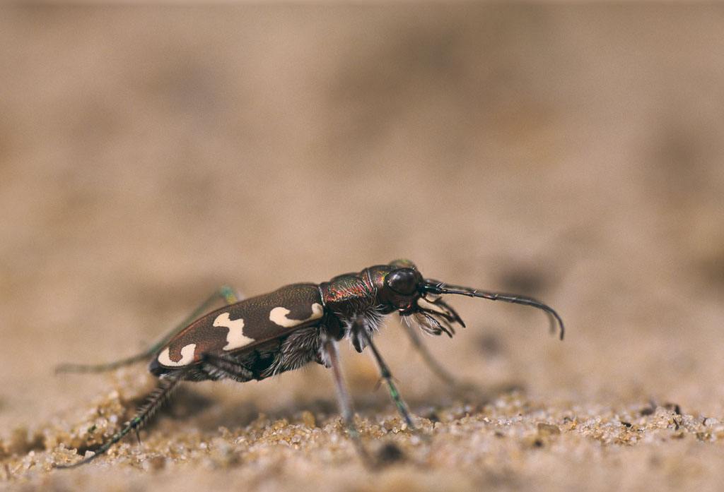  p>虎甲科  i>cicindelidae /i>,指的是 a href="#" data-lemmaid="