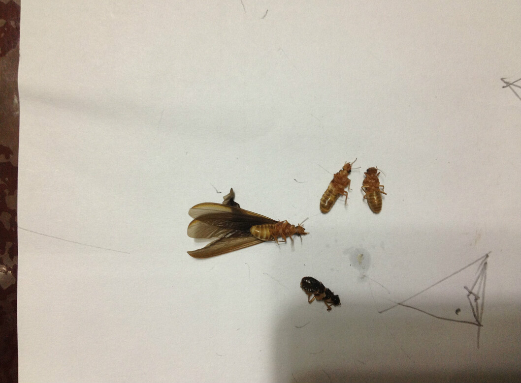  p>大水蚁 i>(又名:飞蚂蚁,虫尉) /i>,因为通常在下雨前出现,因此得名