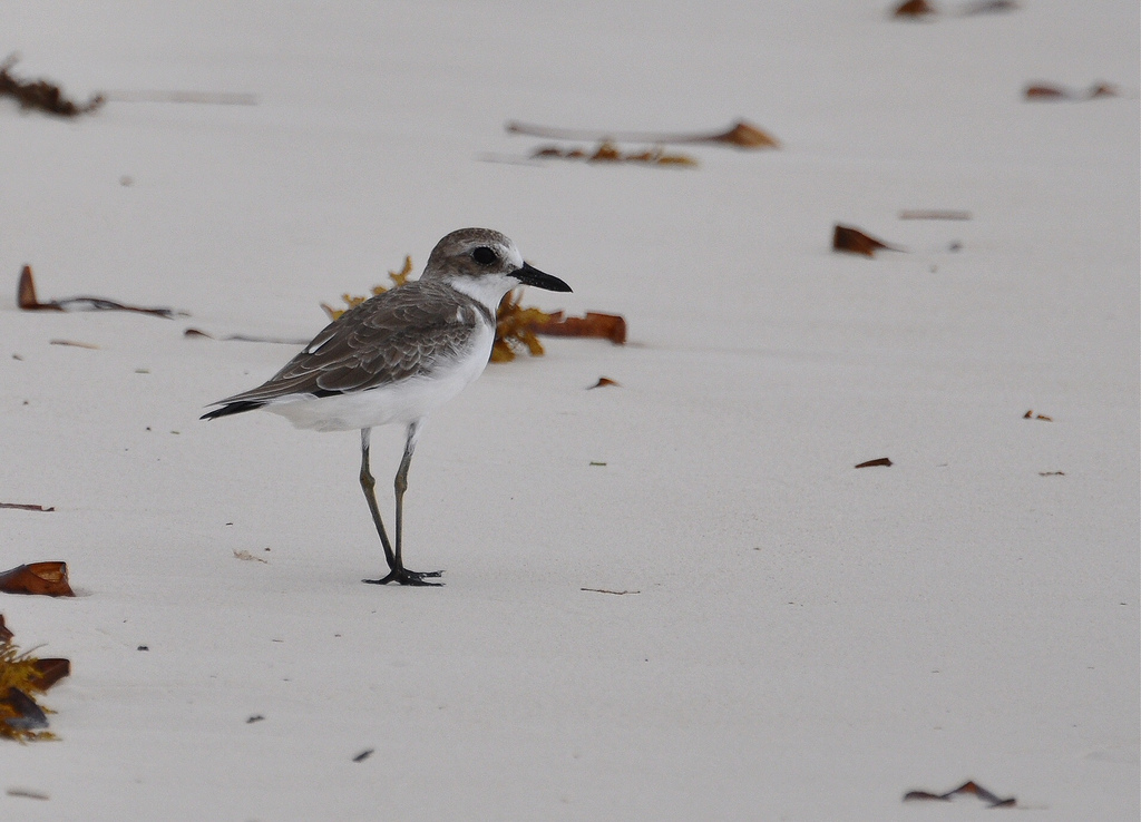 charadrius leschenaultii leschenaultii
