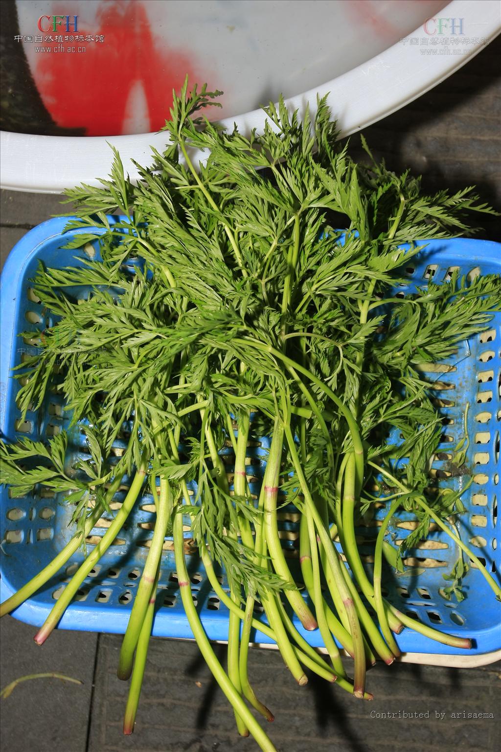  p>川芎(学名: i>ligusticum chuanxiong hort /i>),栽培植物,主产于