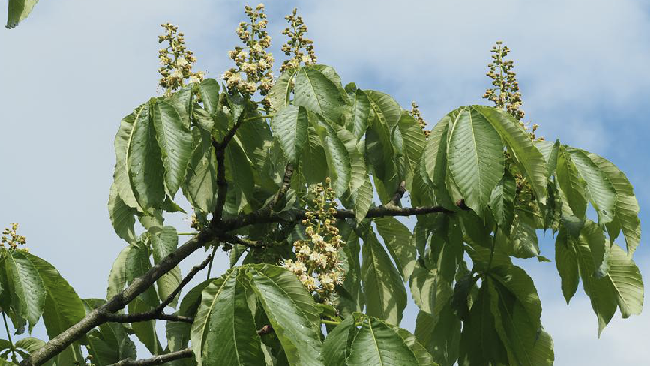 ( i>aesculus turbinata /i> blume)是无患子科七叶树属的落叶乔木