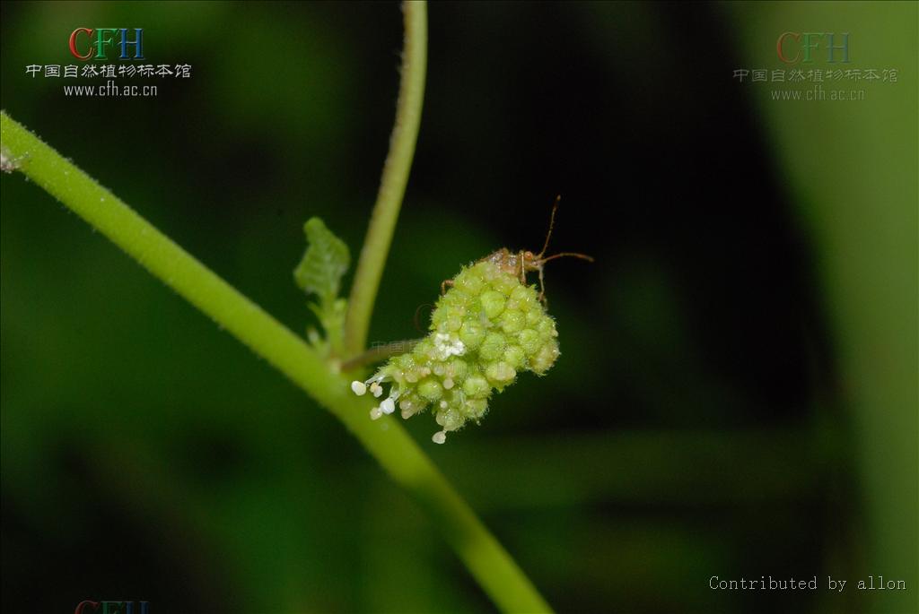 ="229183">双子叶植物纲 /a>, a data-lemmaid="6741339">荨麻目 /a>