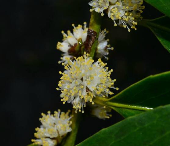  p>光亮山矾(学名: i>symplocos lucida  /i>(thunb.