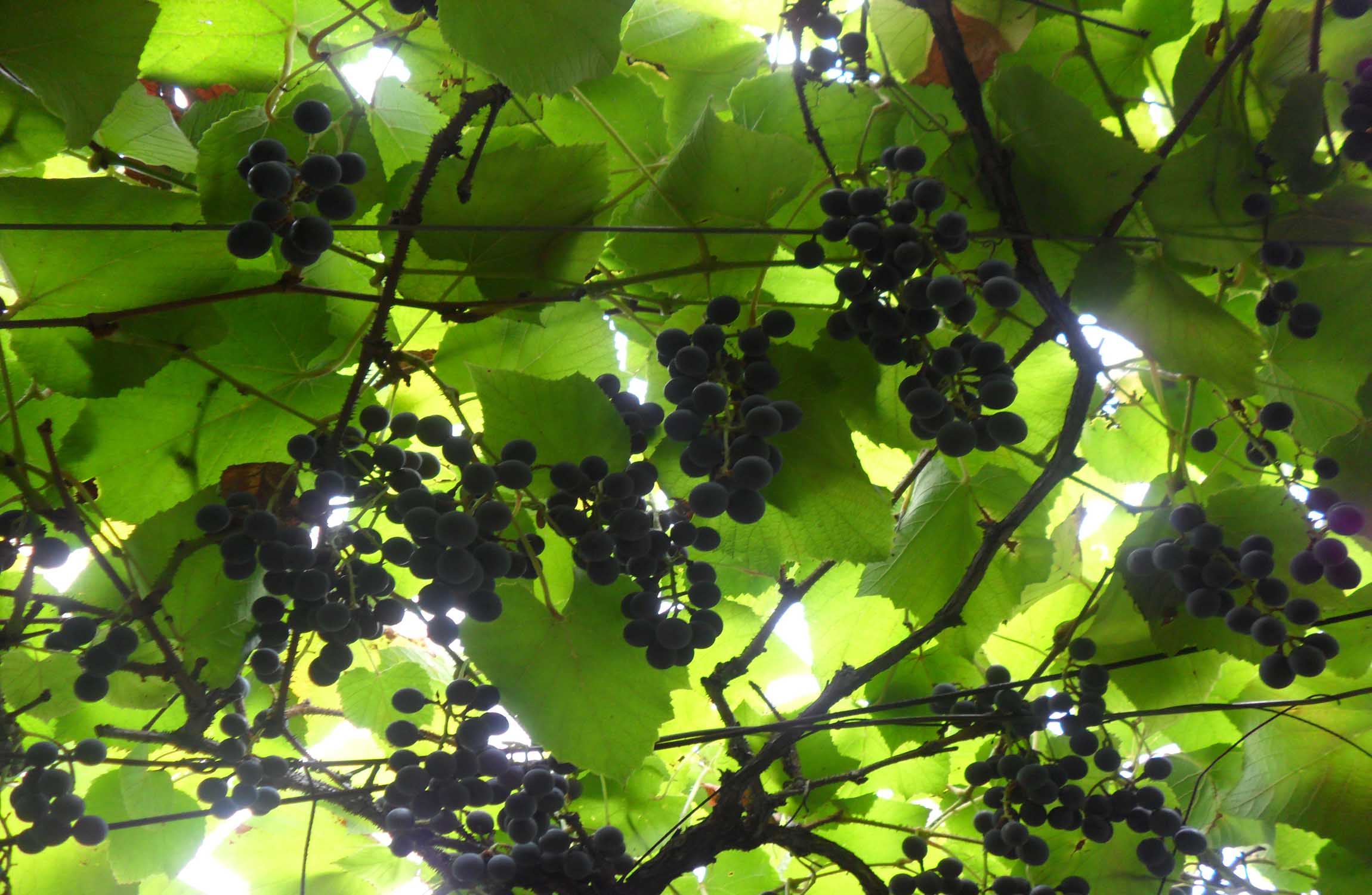  p>学名:vitis davidii foex,英文名:spine grape ,科名: 葡萄科 vita
