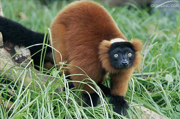  p>红领狐猴(学名: i>varecia rubra /i>):头体长大约55-60厘米,尾巴