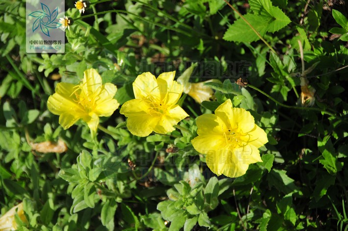  p>海边月见草(学名:oenothera drummondii hook.