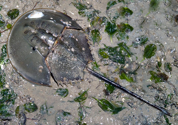 carcinoscorpius rotundicauda