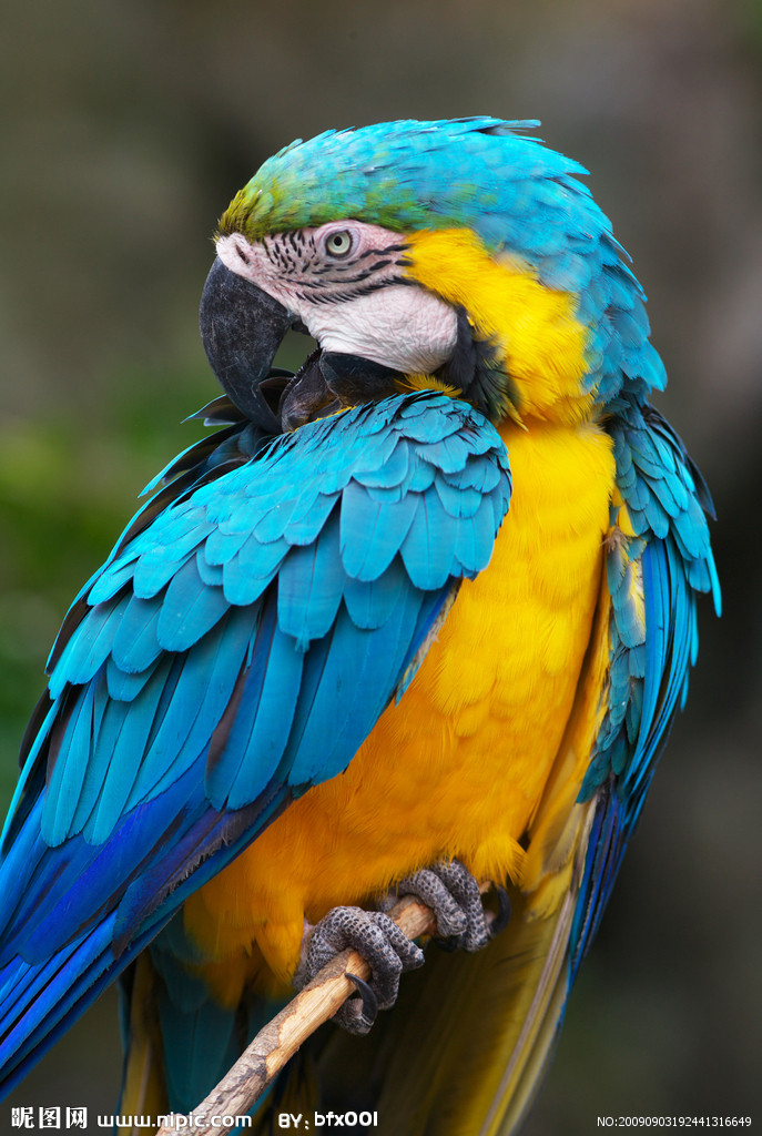 珍珠锥尾鹦鹉指名亚种