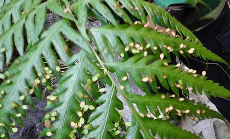 是乌毛蕨科,狗脊属土生,大型 a href="#" data-lemmaid="541696">