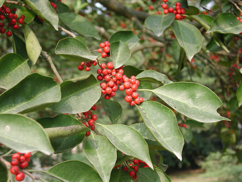 hu)是冬青科冬青属常绿灌木,高3～4米,全株无毛;小枝圆柱形,纤细