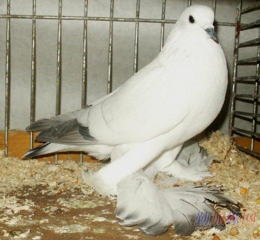 维也纳短脸筋斗鸽