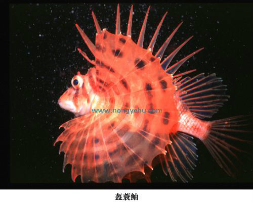  p>盔蓑鲉(学名: ebosia bleekeri),为 a href="#" data-lemmaid="