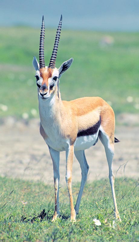  p>汤氏瞪羚,学名: i>eudorcas thomsonii  /i>(günther, 1884), a