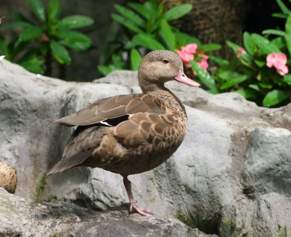 马达加斯加岛水鸭
