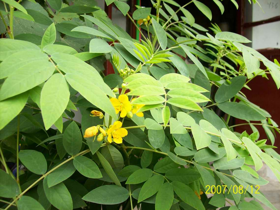 植物望江南,分布于我国东南部,南部及西南部各省区.