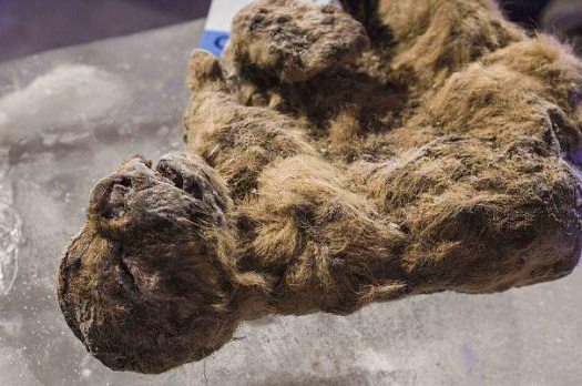  p>洞狮(学名: i>panthera leo spelaea /i>):也称欧洲洞狮,是一种已