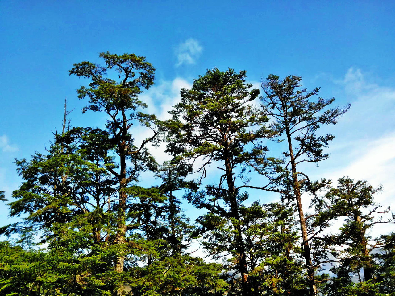  p>松属(拉丁学名:pinus linn) a data-lemmaid="3069319">松科 /a>