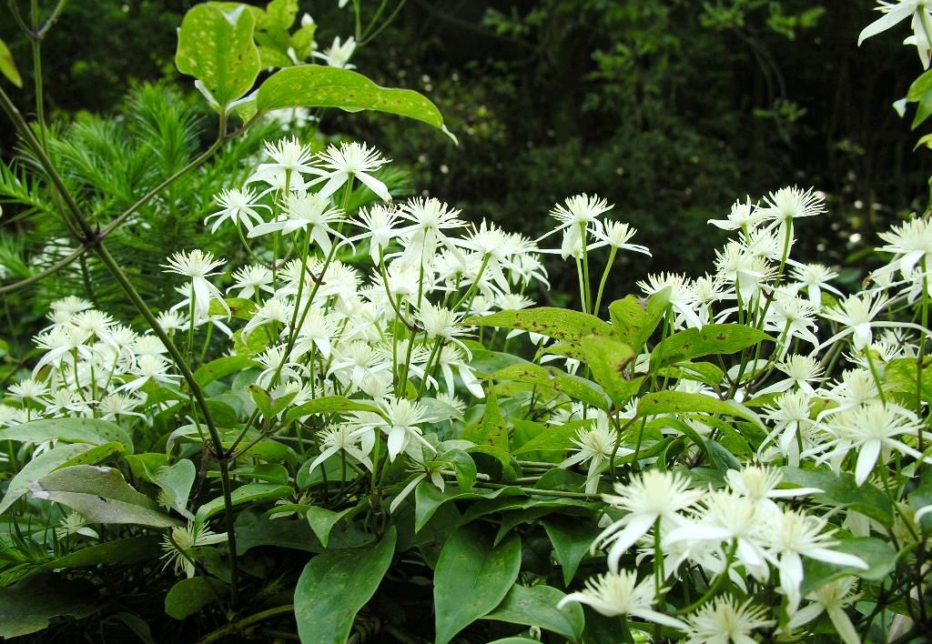  /i>)是木通科,木通属落叶木质 a href="#">藤本 /a>植物.