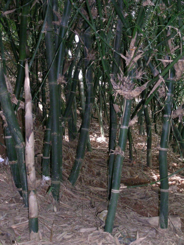  p>坭竹(学名: i>bambusa gibba /i> mcclure)是禾本科,簕竹属 a