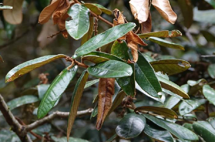  p>毛锥(学名: i>castanopsis fordii /i> hance)是壳斗科,锥属 a