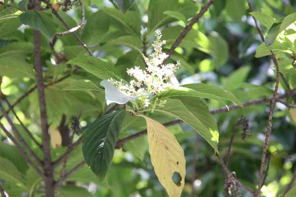 是茜草科水锦树属植物,常绿性小乔木的吕宋水锦树(wendlandia luzon
