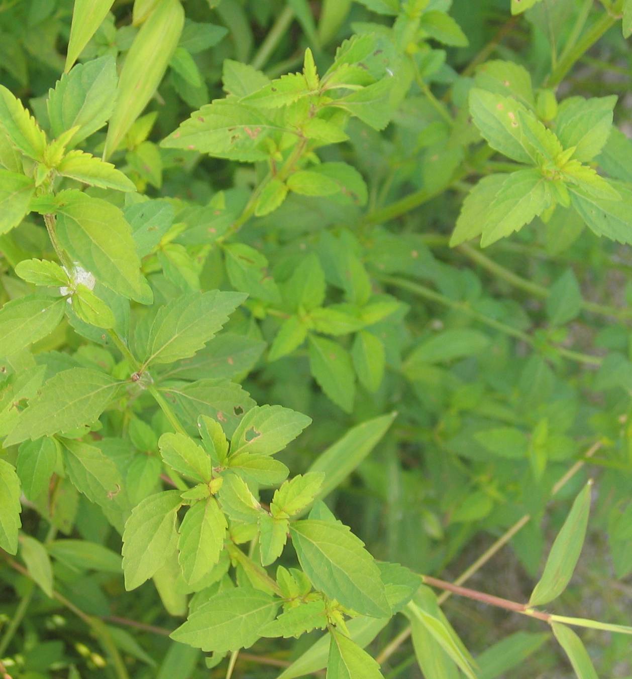  p data-id="gnwymo24ye">蓝雪科角柱花属植物紫金莲ceratostigma